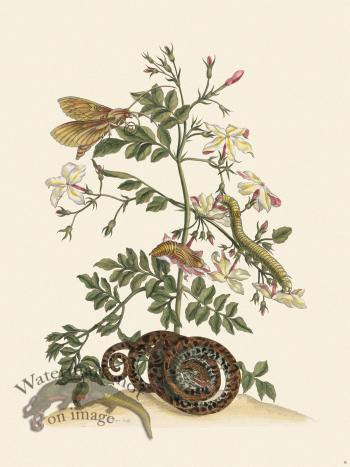 Merian Metamorphosis 46